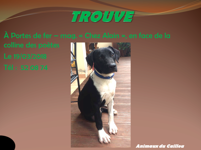 TROUVE chiot male noir blanc à portes de fer le 19/03/2018 2014mm78