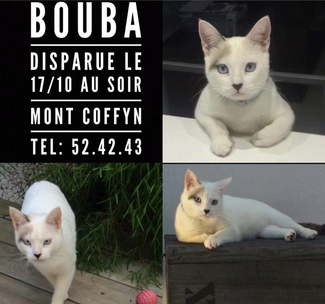 PERDU chat blanc yeux bleus tatoué au mont coffyn le 17/10/2017 22540010