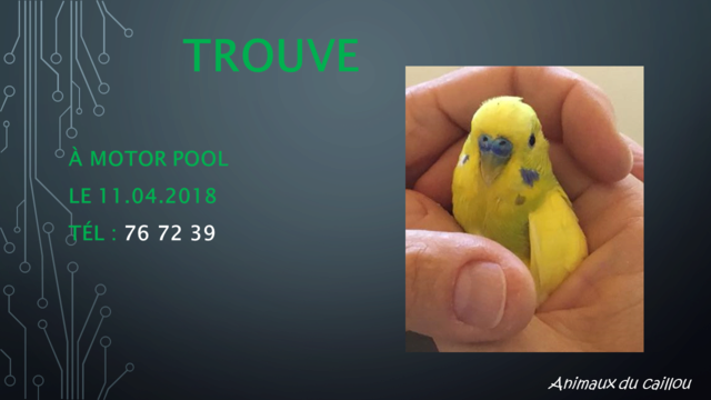 TROUVE perruche jaune apprivoisé à motor pool le 11/04/2018 Modele11