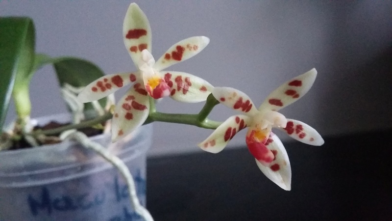 Phalaenopsis maculata 20180312