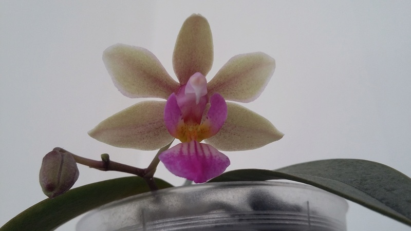 Phalaenopsis Ecoute s'il pleut (lindenii x honghenensis) Phalae10