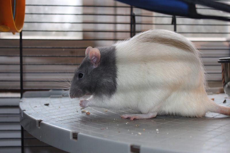 Et voici notre bébé Rat des champs : Ratatouille  - Page 12 Img_4116