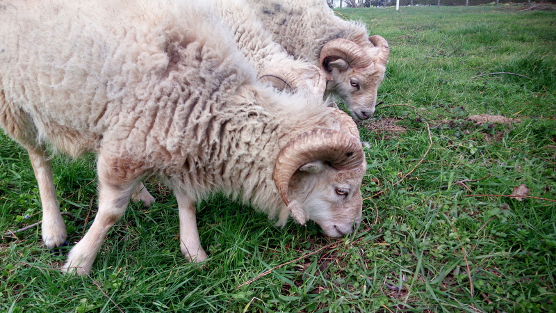 moutons - Mes moutons Mouton11