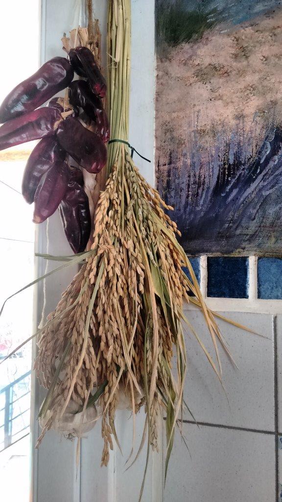 Culture du riz de Camargue .. au Puy ... Graine10