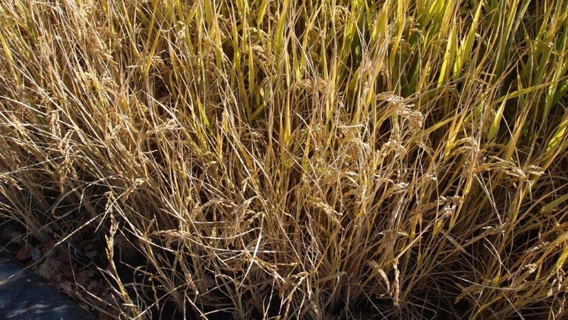 Culture du riz de Camargue .. au Puy ... Pa310919