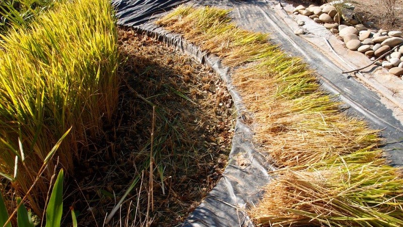 Culture du riz de Camargue .. au Puy ... Pa310921