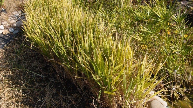 Culture du riz de Camargue .. au Puy ... Pa310924