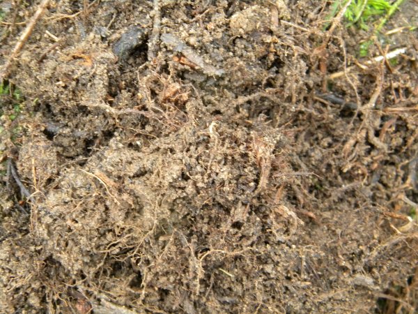 Motte et compost Compos10
