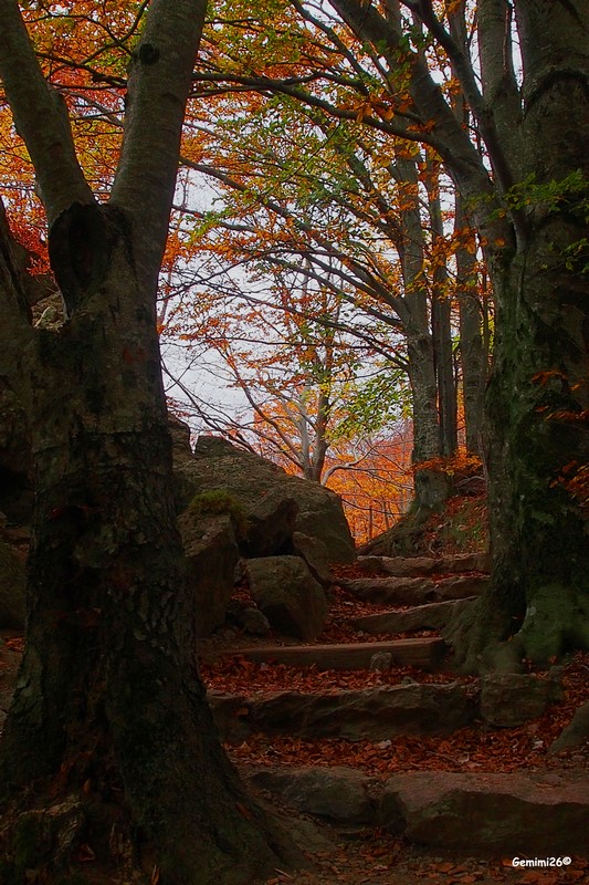 Escalier automnal Pa150412