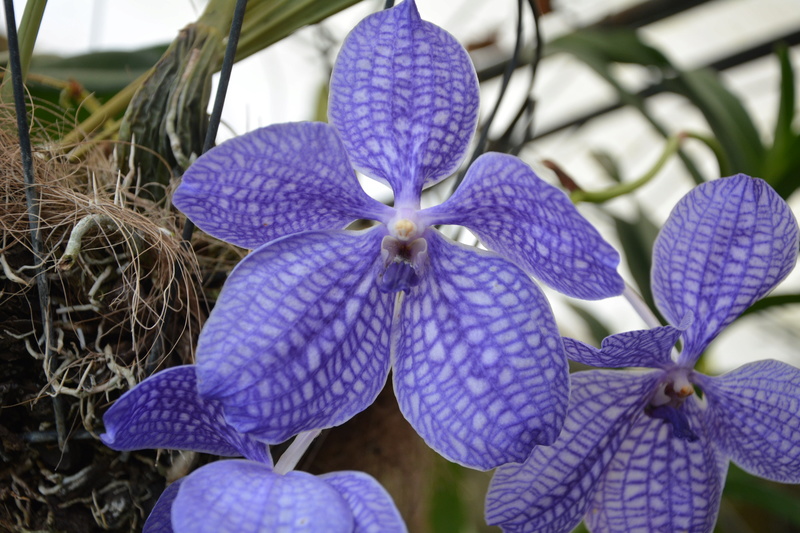 Les orchidées de nahok41 Dsc_4514