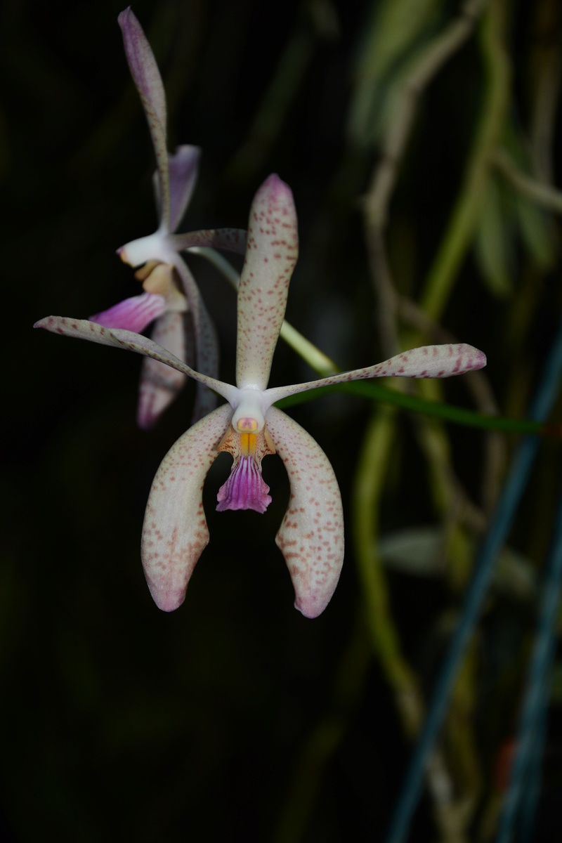 Les orchidées de nahok41 Dsc_4516