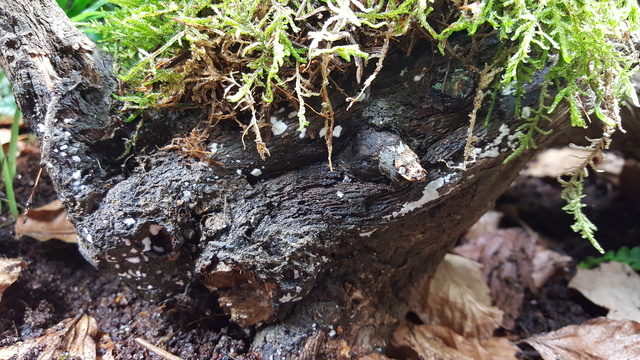 terrarium tribolonotus gracilis - Page 2 20171114