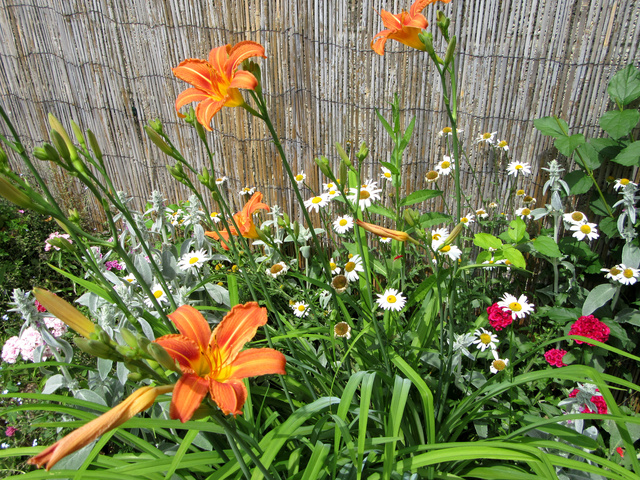 Welcome to my garden: hérissonne enceinte ? - Page 5 Img_8114