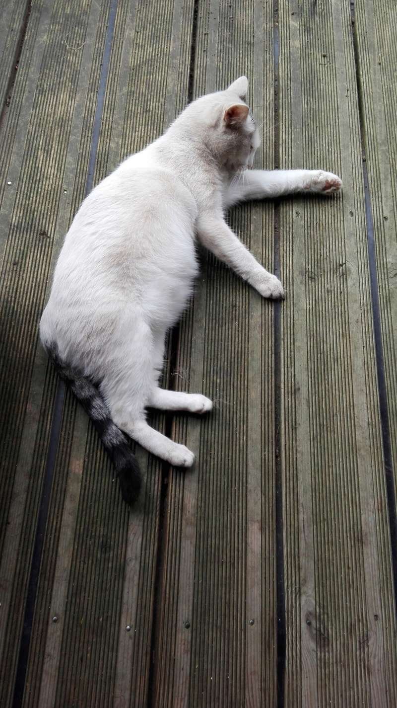 Marcel chat européen blanc et tigré noir né le 1/09/2016 Img_2011