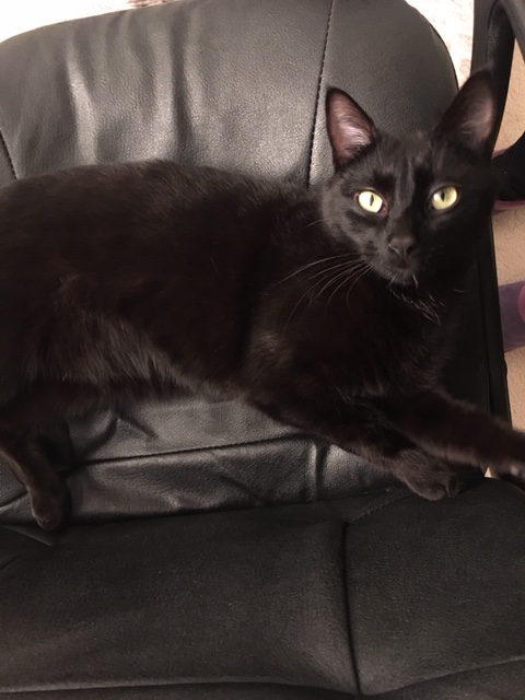 Memphis, chaton mâle noir né le 1er septembre 2016 Img_7210