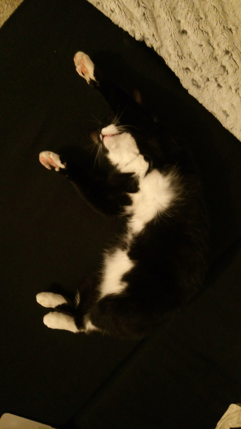 Monello, chaton européen noir et blanc, né en mai 2016 P_201711
