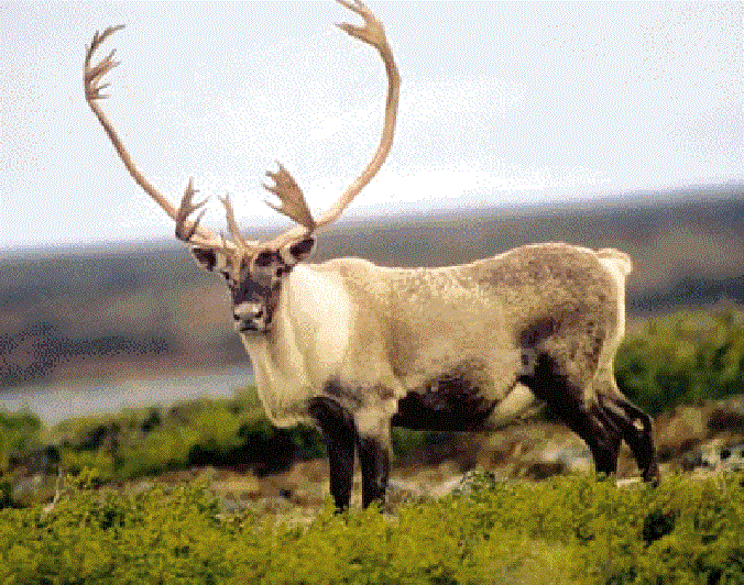 Bon anniversaire Caribou Fddurc10