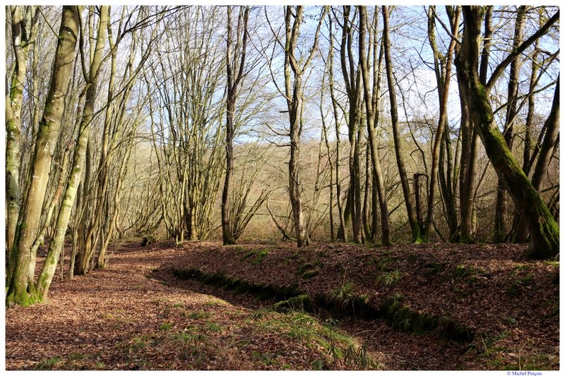 [fil ouvert] la forêt dans tous ses états - Page 17 Dsc01415