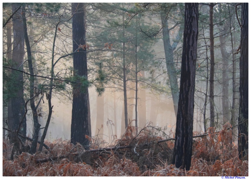 [fil ouvert] la forêt dans tous ses états - Page 18 Dsc01472