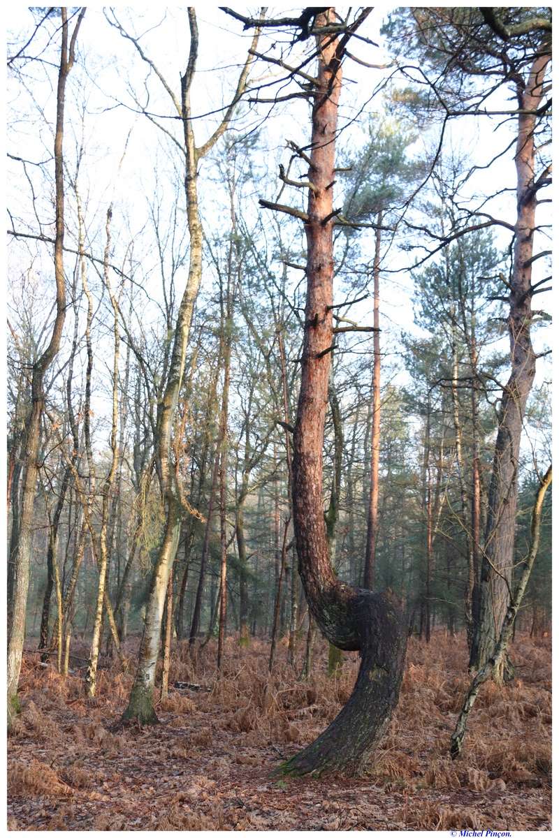 [fil ouvert] la forêt dans tous ses états - Page 18 Dsc01476