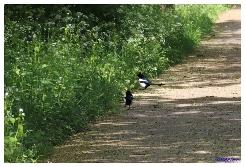  [Ouvert] FIL - Oiseaux. - Page 13 Dsc01615