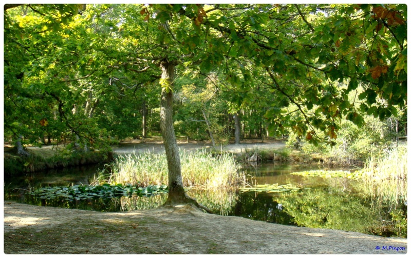 [fil ouvert] la forêt dans tous ses états - Page 7 Dsc02065