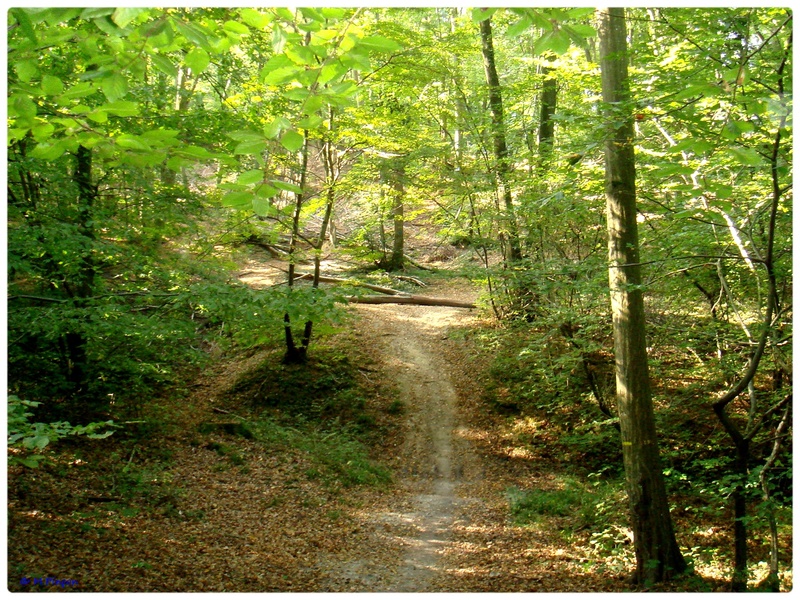 [fil ouvert] la forêt dans tous ses états - Page 7 Dsc02067