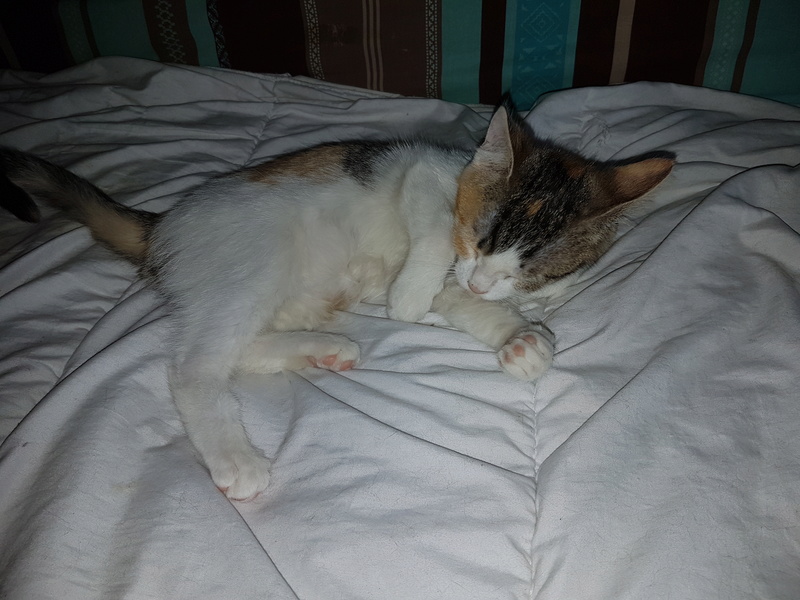 CALICE (ex KAÏNA) - chat femelle, née en fin juillet 2017 - En FA chez Abysse (depart92) - ADOPTEE PAR LAURE (95) 20171231