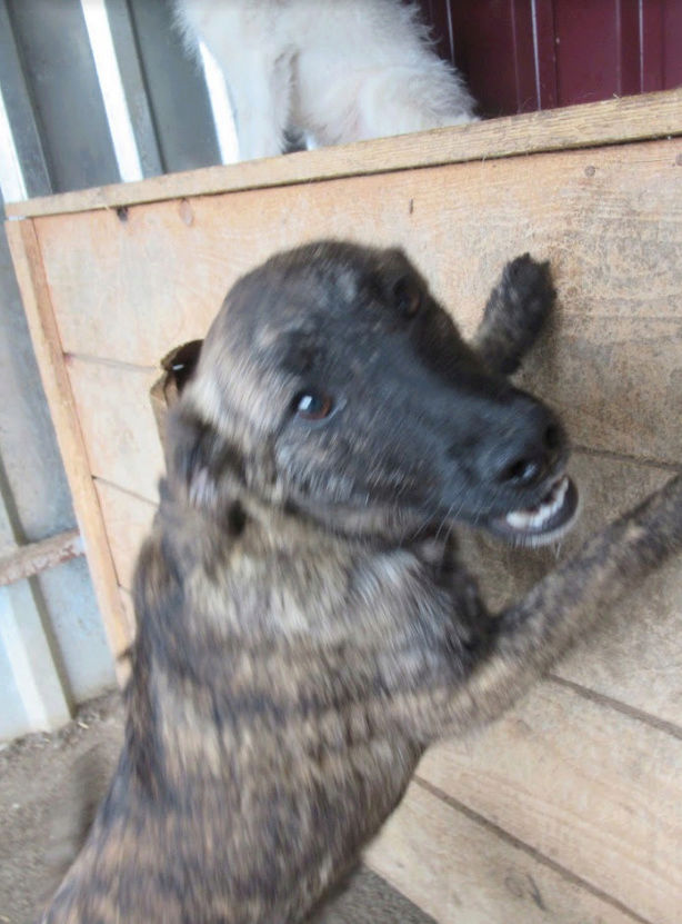 CAYENNE (ex AKITA) - femelle croisée de taille moyenne à l'âge adulte, née environ en septembre 2017 (PASCANI) - REMEMBER ME LAND- adoptée par Alice (21) Akita310