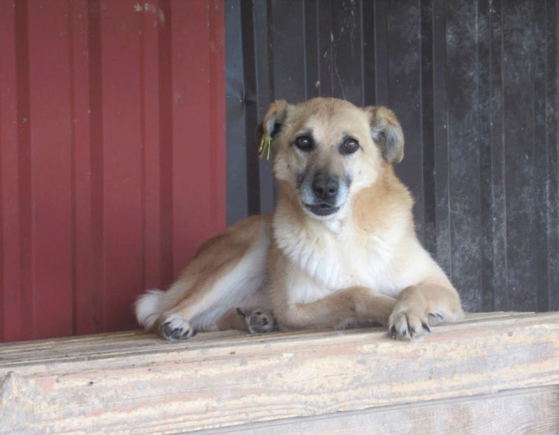 ** URGENCE POUR BAXTER ** 11 ans  et + de 5 ans de box - mâle croisé de taille moyenne, né environ en 2009  - REMEMBER ME LAND - ADOPTE PAR DOMINIQUE (28) - EN FUGUE !! - Page 4 Baxter16