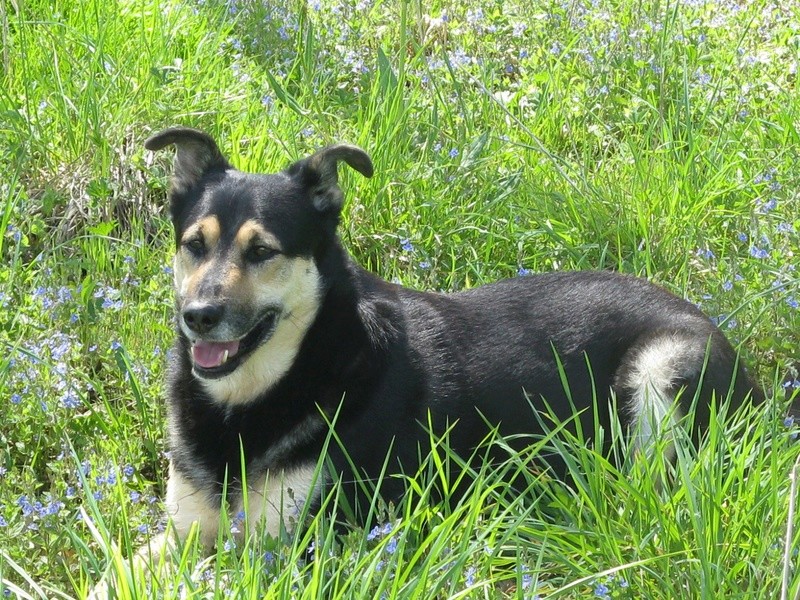 BLACKY, mâle, taille moyenne, né en Août 2012, refuge de Alina & Anda. Adopté par Marie José (31) - Page 3 Blacky20