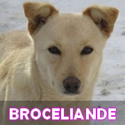 Les chiens en captivité depuis + de 3 ans en un clin d'oeil Brocel13