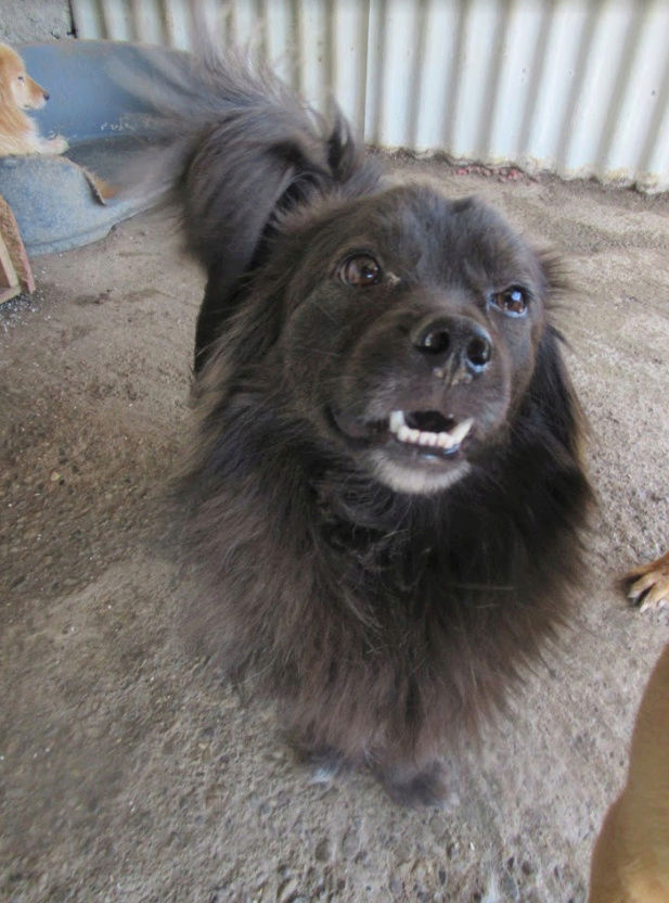 chataigne - CHÂTAIGNE - joli petit mâle croisé, né en 2015. Sociable (PASCANI) - REMEMBER ME LAND- Adopté par Yvonne( Belgique) Chatai23