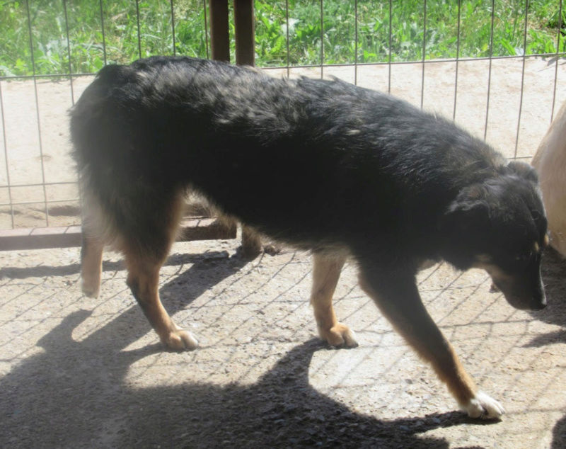 DUCHESSE - femelle, croisée de taille petite, née en 2015 (PASCANI) - REMEMBER ME - Adoptée par Geraldine et Alberto (92) Duches15