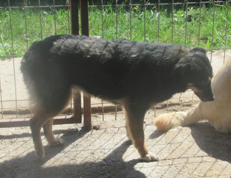 DUCHESSE - femelle, croisée de taille petite, née en 2015 (PASCANI) - REMEMBER ME - Adoptée par Geraldine et Alberto (92) Duches18