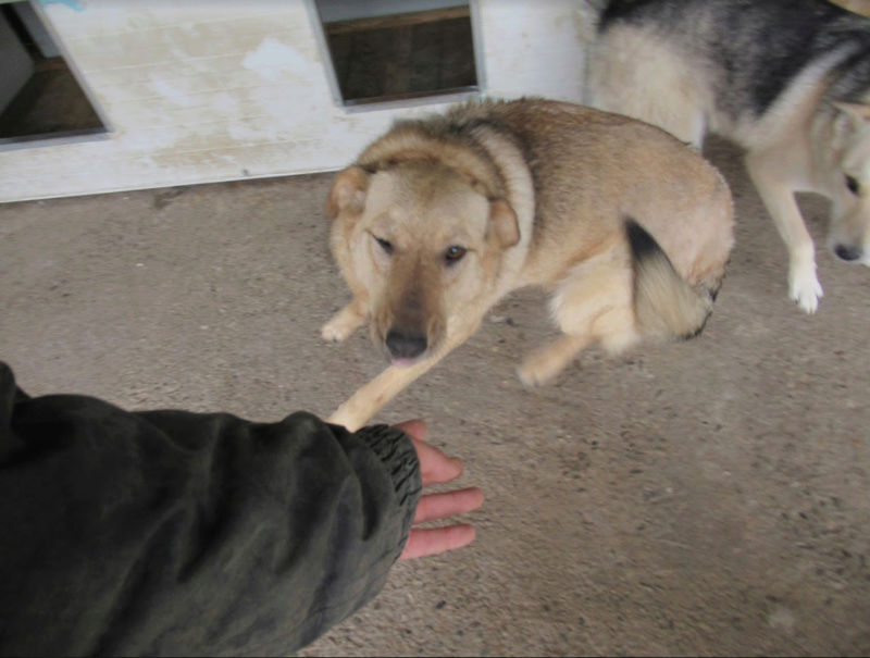 GAÏA - femelle croisée de taille moyenne, née environ en 2014 - REMEMBER ME LAND - Adoptée par Melchiora (59)  Gaia810