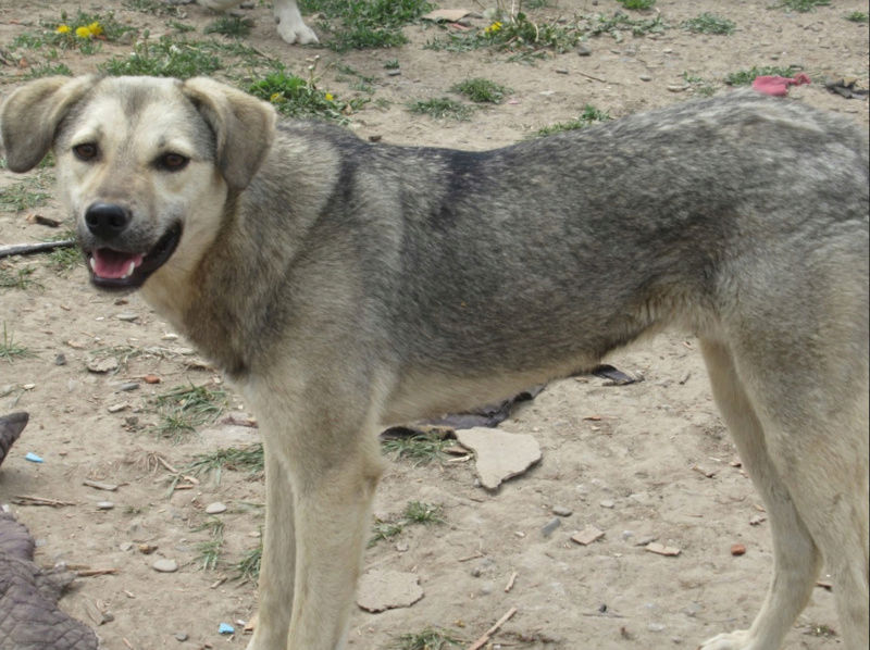 gruu - GRUU !! PLUS DE 6 ANS DE BOX !! mâle, de taille moyenne adulte, né en mars 2017 - REMEMBER ME LAND Gruu410