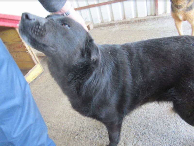 ZOUPETTE (ex LAVAZZA) - femelle croisée labrador de taille moyenne, née en 2014 - REMEMBER ME LAND - Adoptée par Estelle (depart44) Lavazz14