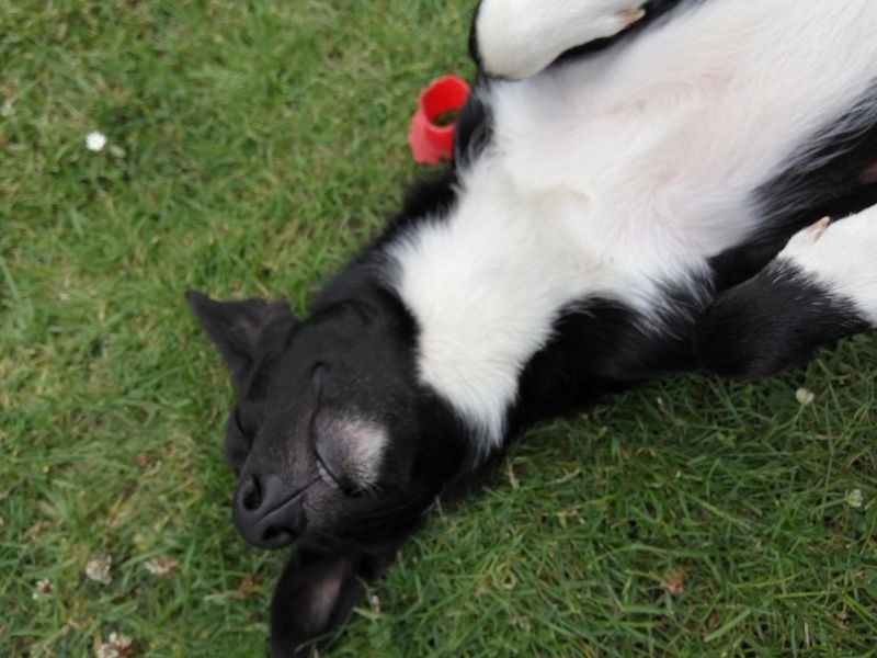 MELI, chiot femelle, née environ en mai/juin 2016 (Pascani) - REMEMBER ME LAND - Adopté par Sabine (Belgique)  Meli110