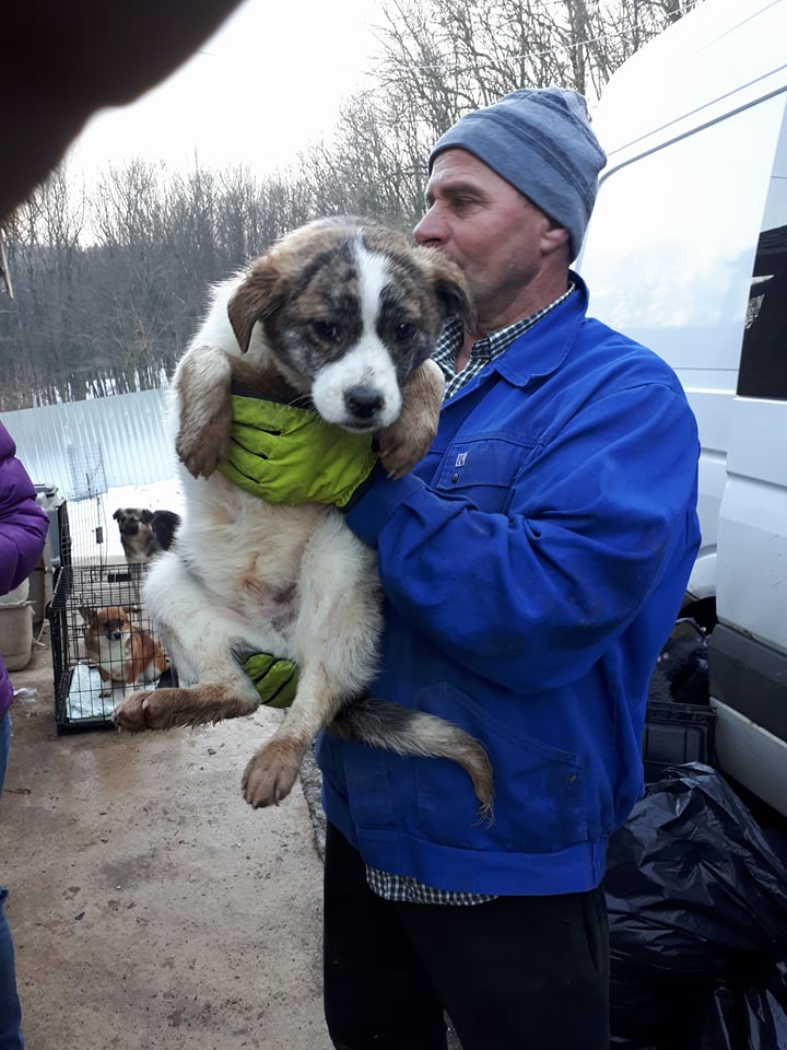 NOAH - mâle croisé de taille moyenne adulte, né en septembre 2017 (PASCANI) - REMEMBER ME LAND - Adopté par Bertrand  ( Belgique) Noah11