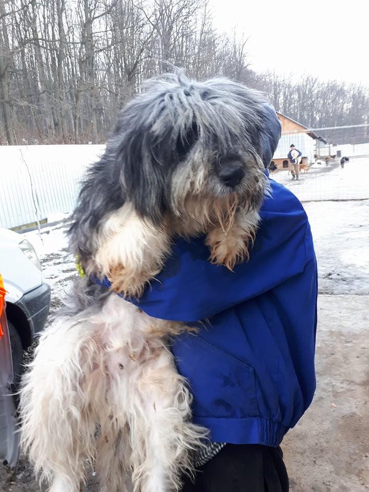 PELUCHE - femelle, croisée de taille moyenne, née en 2010 (PASCANI) - REMEMBER ME LAND -  Adoptée par Minivit (Belgique)  Peluch16