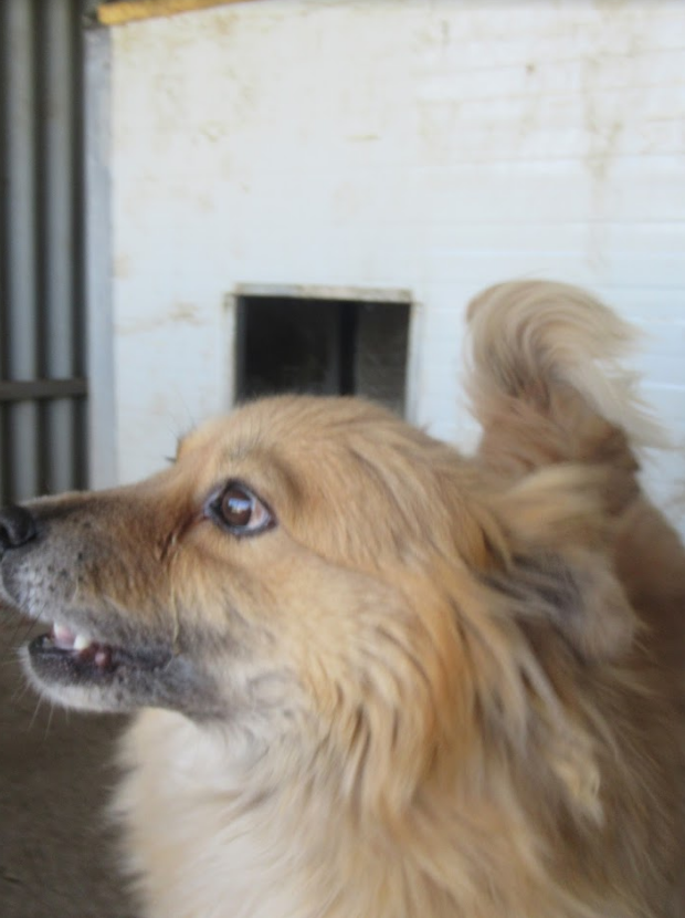 TILKY (ex PENNY) - femelle croisée de taille petite à moyenne, née en 2014 ( PASCANI) - REMEMBER ME LAND - Adoptée PAR JOHANNA (21) Penny110