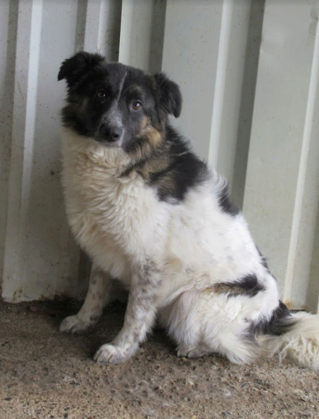 ricko - RICKO !! + DE 3 ANS DE BOX !! mâle, de taille petite à moyenne, né environ en décembre 2016 - REMEMBER ME LAND - Adopté par Virginie et Dominik (Autriche) - Page 2 Ricko111