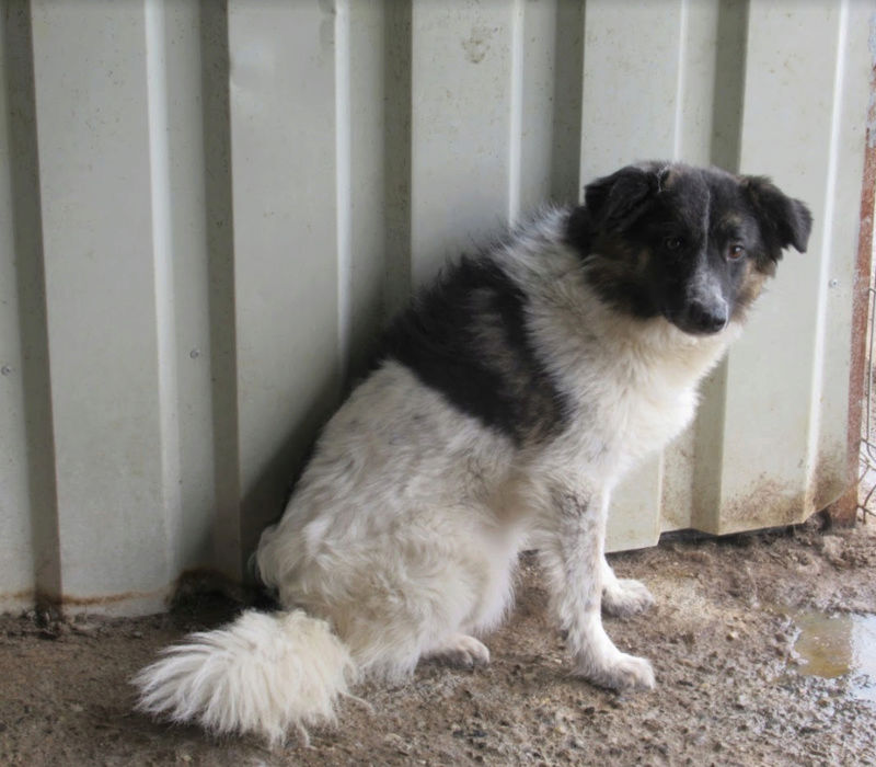 ricko - RICKO !! + DE 3 ANS DE BOX !! mâle, de taille petite à moyenne, né environ en décembre 2016 - REMEMBER ME LAND - Adopté par Virginie et Dominik (Autriche) - Page 2 Ricko410