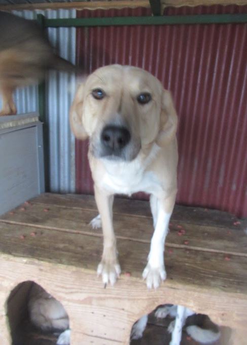 SHYVA - femelle croisée Labrador de taille moyenne à grande, née environ en février 2014 - (Pascani) adoptée par Aurélie (Belgique) - DECEDEE Shiva110