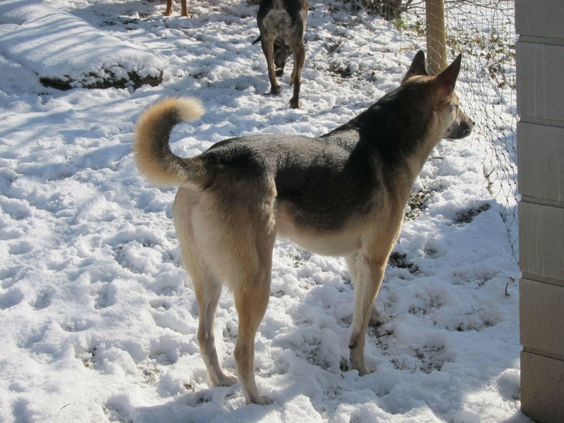 TIMOTEI chien mâle taille moyenne croisé berger allemand  né en octobre 2014, croisé, taille moyenne (Pascani) - adopté par simchou (71) - DECEDE - Page 6 Timote11