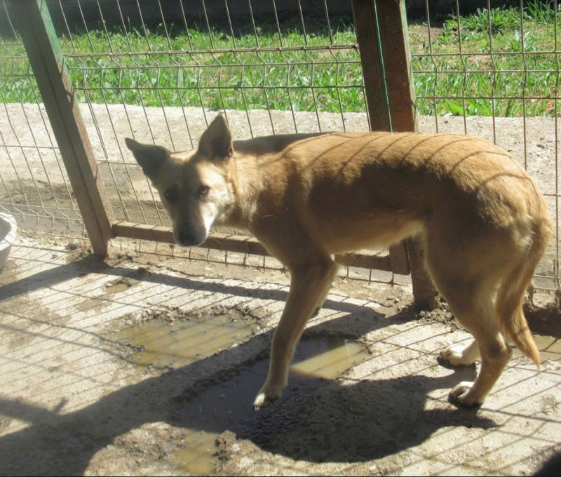 VLADA !! URGENCE - + de 6 ans de box !! femelle taille moyenne, née environ en 2013 - REMEMBER ME LAND - DECEDEE Vlad510