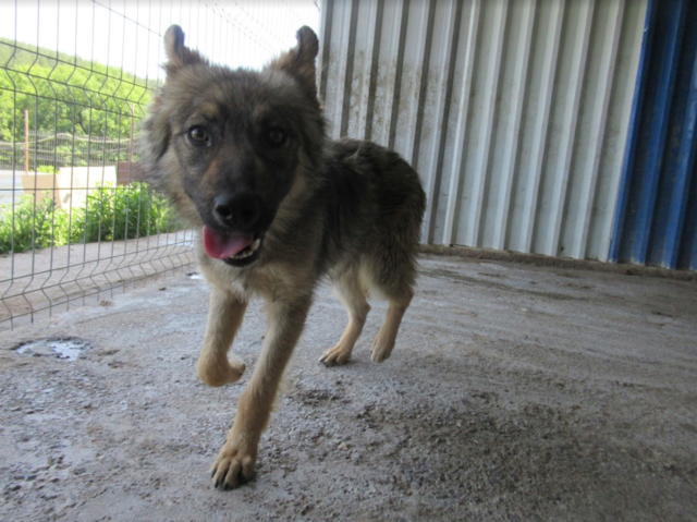 WOLFGANG - mâle croisé de taille petite à moyenne adulte, né octobre 2017. Sociable  (PASCANI) - REMEMBER ME LAND - Adopté par Dylan (Belgique) Wolfga13