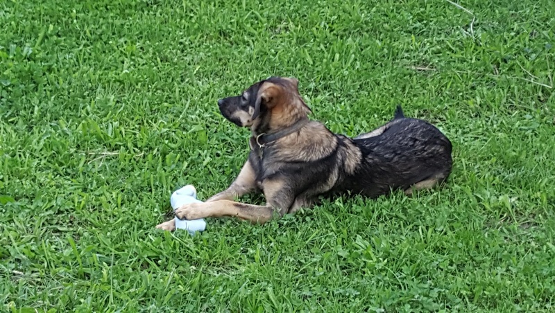 YUCCA, chiot femelle, née environ en mai 2016 - Pascani - REMEMBER ME LAND - en FA chez shaonny (Belgique) - Adoptée PAR MADO (Belgique) - Page 4 Yucca410