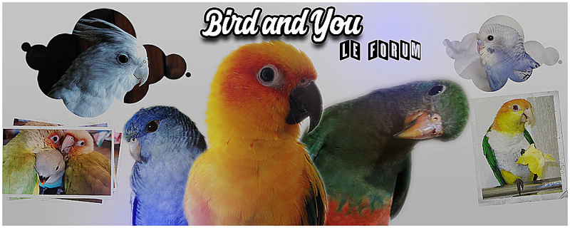 Becs crochus Bird and You